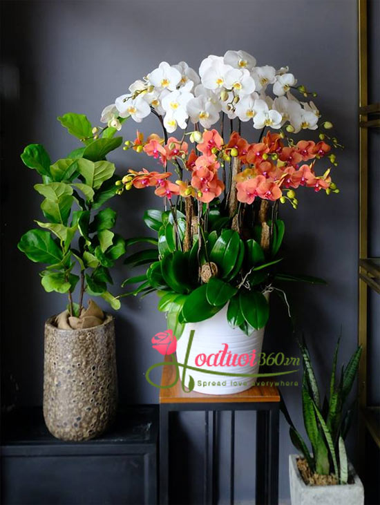 chậu lan hồ điệp tết với màu sắc ấn tượng độc đáo chậu lan hồ điệp tết với màu sắc ấn tượng độc đáo